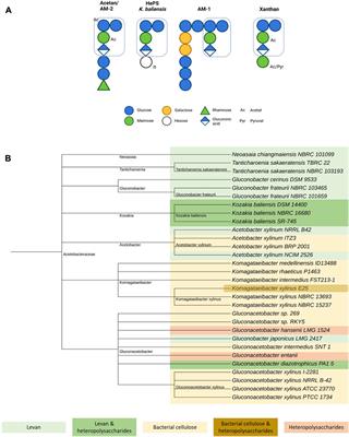 Acetobacteraceae as exopolysaccharide producers: Current state of knowledge and further perspectives